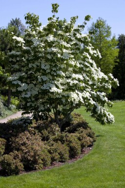 Cornus kousa meerstammig 250-300
