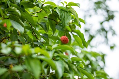 Cornus kousa meerstammig 250-300