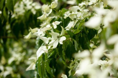 Cornus kousa meerstammig 250-300