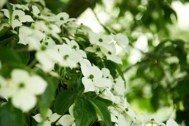 Cornus kousa meerstammig 250-300