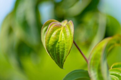 Cornus kousa meerstammig 250-300