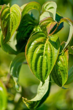 Cornus kousa meerstammig 250-300