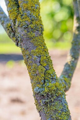 Cornus kousa meerstammig 250-300