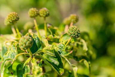 Cornus kousa meerstammig 250-300