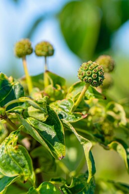 Cornus kousa meerstammig 250-300