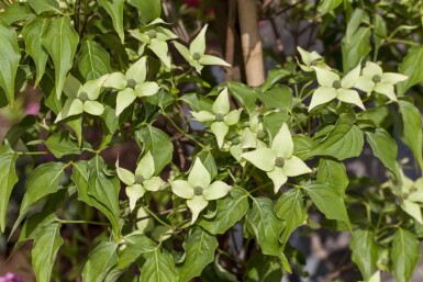 Cornus kousa 'Milky Way' meerstammig 200-250