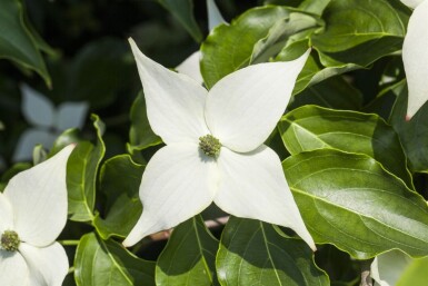 Cornus kousa 'Milky Way' meerstammig 200-250