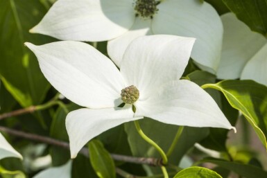 Cornus kousa 'Milky Way' meerstammig 200-250