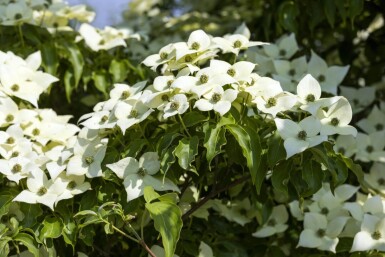 Cornus kousa 'Milky Way' meerstammig 200-250