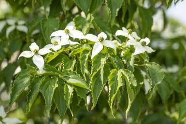 Cornus kousa 'Milky Way' meerstammig 200-250