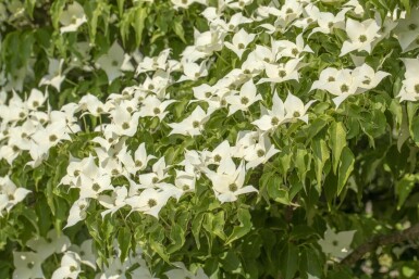 Cornus kousa 'Milky Way' meerstammig 200-250