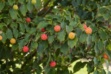 Cornus kousa 'Milky Way' meerstammig 200-250