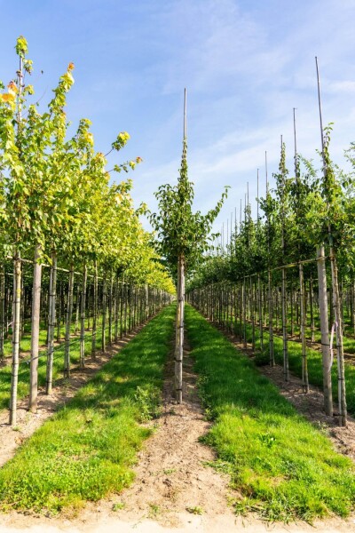 Cornus mas hoogstam 12/14