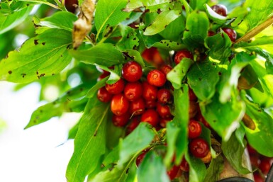 Cornus mas hoogstam