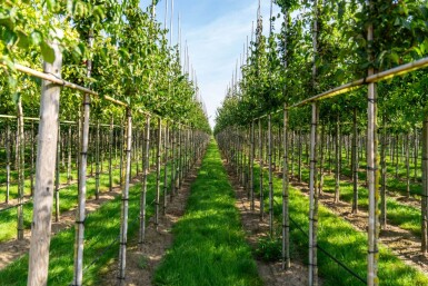 Cornus mas hoogstam 12/14
