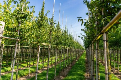 Cornus mas hoogstam 12/14