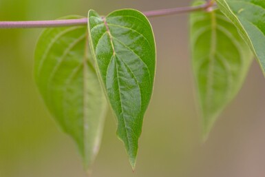 Cornus mas hoogstam 12/14