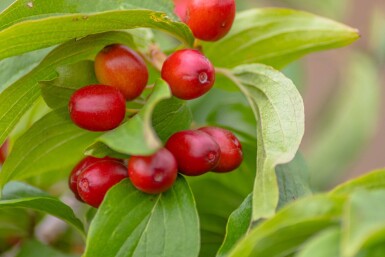 Cornus mas hoogstam 12/14