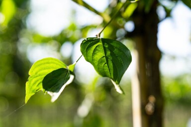 Cornus mas hoogstam 12/14