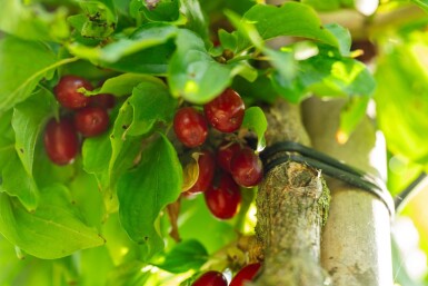 Cornus mas hoogstam 12/14