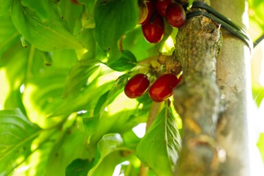 Cornus mas hoogstam 12/14