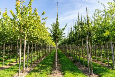 Cornus mas hoogstam 12/14