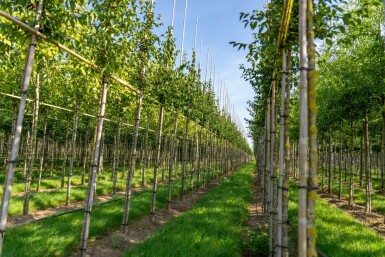 Cornus mas hoogstam 12/14