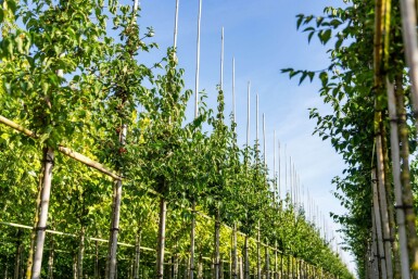 Cornus mas hoogstam 12/14