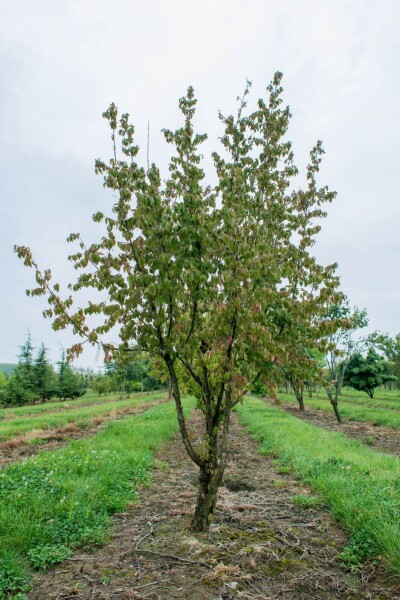 Cornus mas meerstammig 300-350