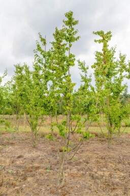 Cornus mas meerstammig