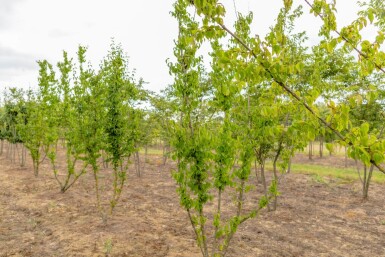 Cornus mas meerstammig 300-350