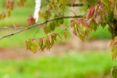 Cornus mas meerstammig 300-350