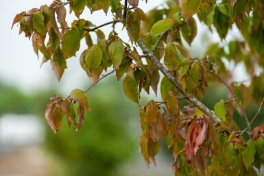 Cornus mas meerstammig 300-350