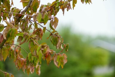 Cornus mas meerstammig 300-350