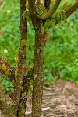 Cornus mas meerstammig 300-350