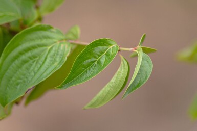 Cornus mas meerstammig 300-350