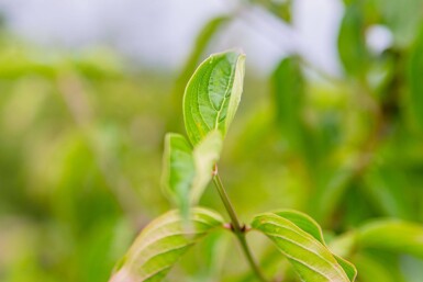 Cornus mas meerstammig 300-350