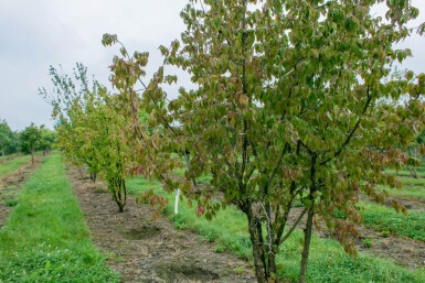 Cornus mas meerstammig 300-350