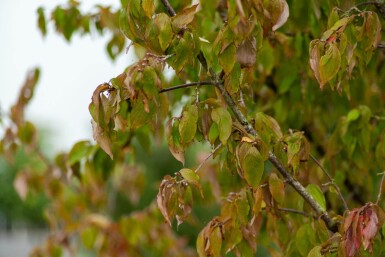 Cornus mas meerstammig 300-350