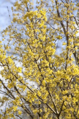 Cornus officinalis meerstammig