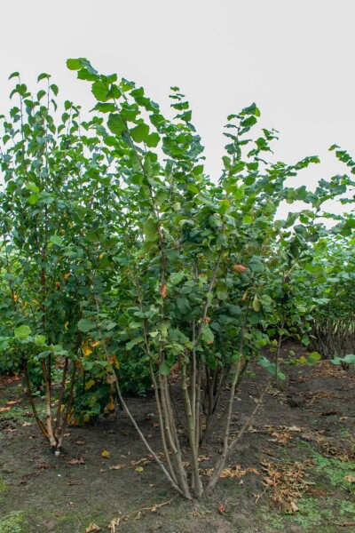 Corylus avellana meerstammig 200-250