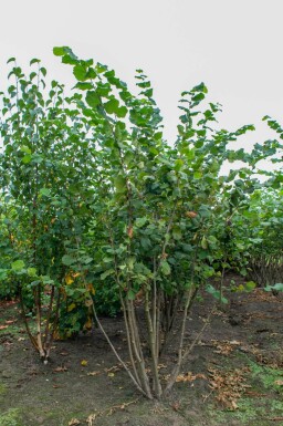 Corylus avellana meerstammig