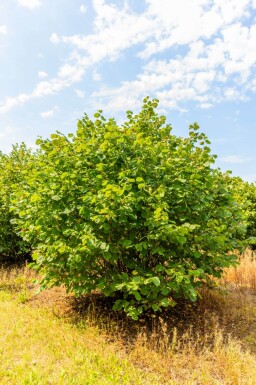 Corylus avellana meerstammig