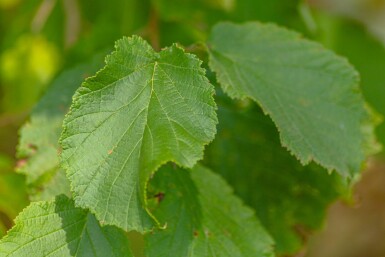 Corylus avellana meerstammig 200-250