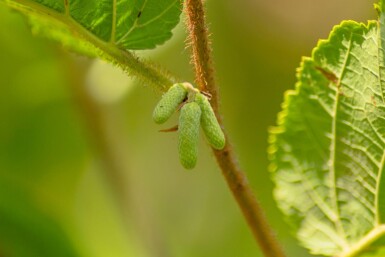 Corylus avellana meerstammig 200-250