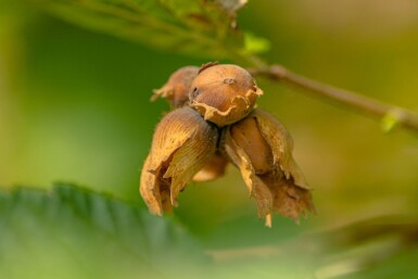 Corylus avellana meerstammig 200-250