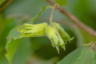 Corylus avellana meerstammig 200-250