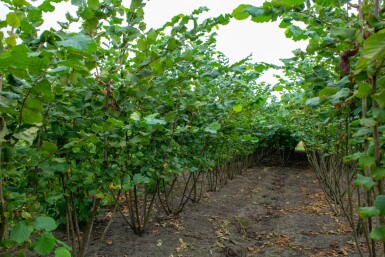 Corylus avellana meerstammig 200-250