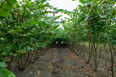 Corylus avellana meerstammig 200-250