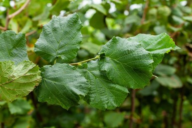 Corylus avellana meerstammig 200-250